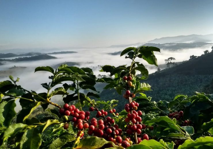 Cafeicultura no Sul de Minas Gerais. Foto de Sebastião Afonso da Silva