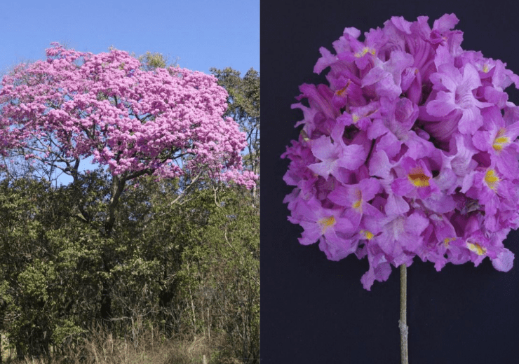 Ipê-roxo Handroanthus heptaphyllus