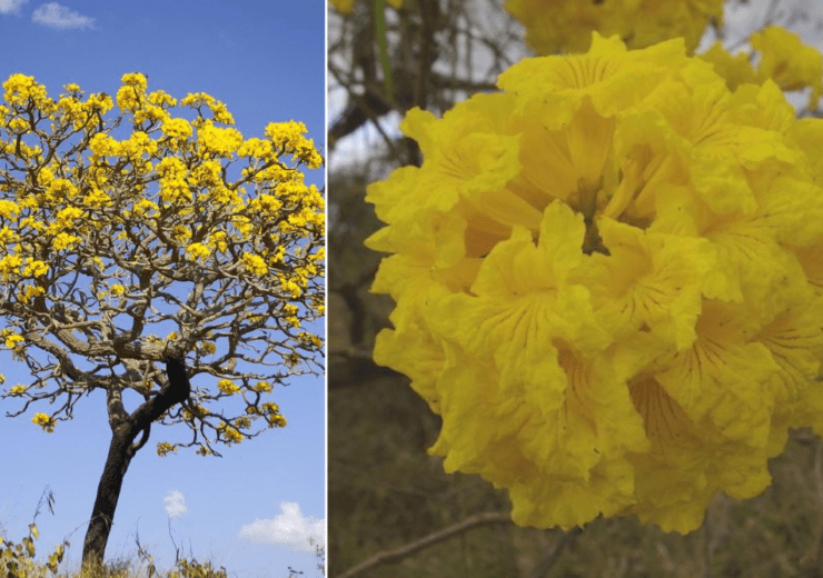 Ipê-amarelo Tabebuia aurea