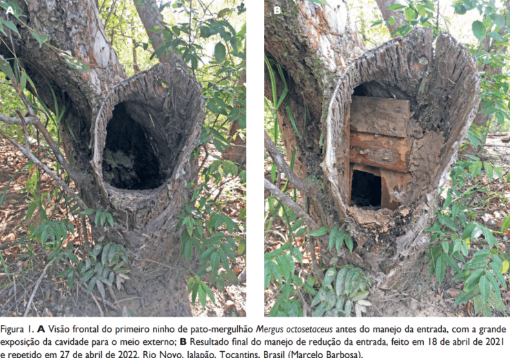 Manejo de ninho pato mergulhão (Naturatins e Funatura)