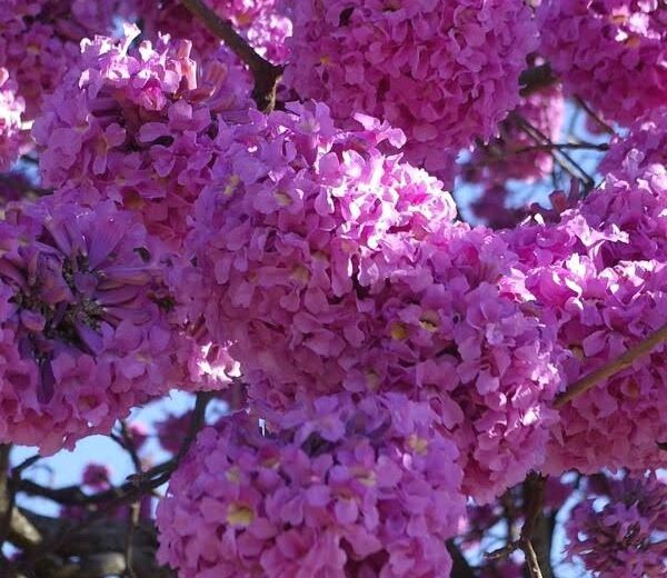 Flor do Ipê-roxo (Handroanthus impetiginosus)