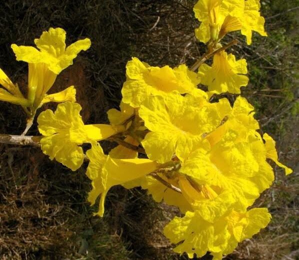 Flor do Ipê amarelo (Handroanthus chrysotricus)