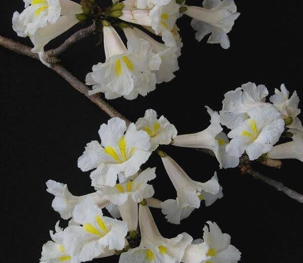 Flor do ipê-branco (Tabebuia roseoalba)