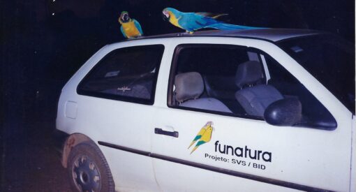 Funatura carro com araras